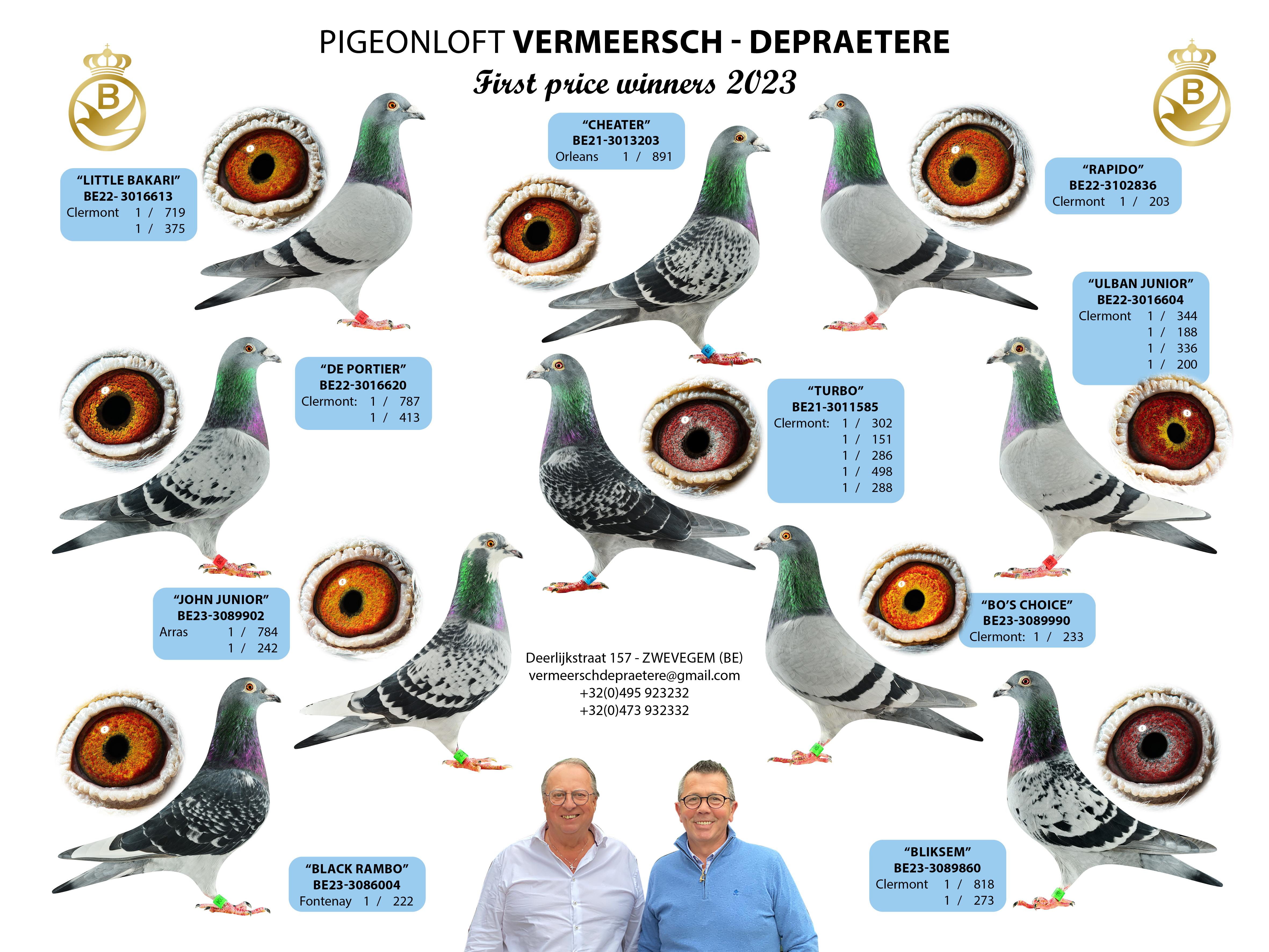 Pigeon Loft Vermeersch-Depraetere: Schenkt een jonge duif T.P.