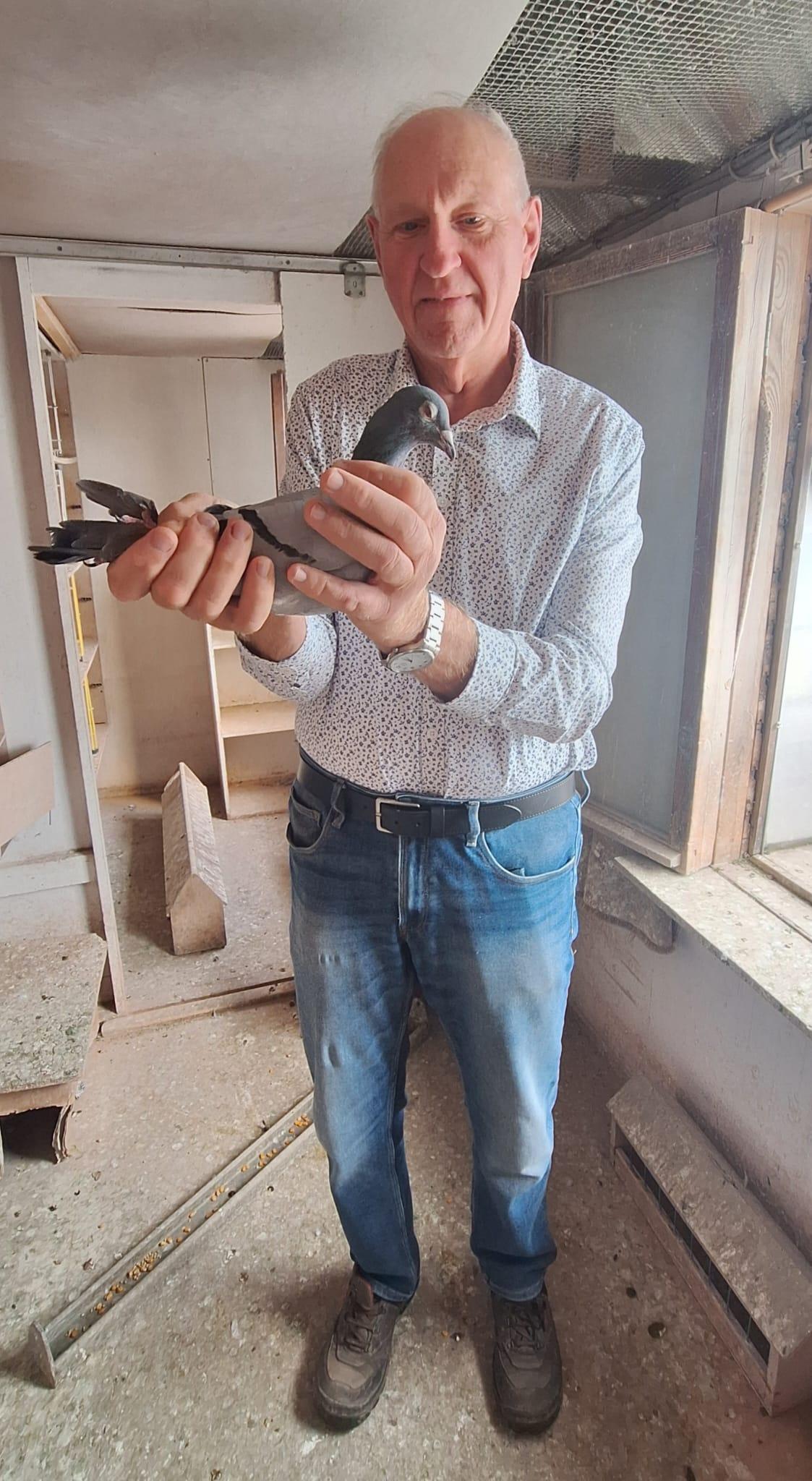 Berquin Frans Ledegem Jonge duif 2026 op afspraak