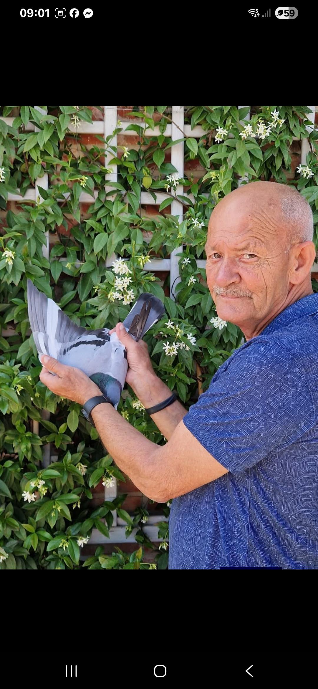 Mertens Roger Sint-Truiden Jonge duif 2026 op afspraak april/mei