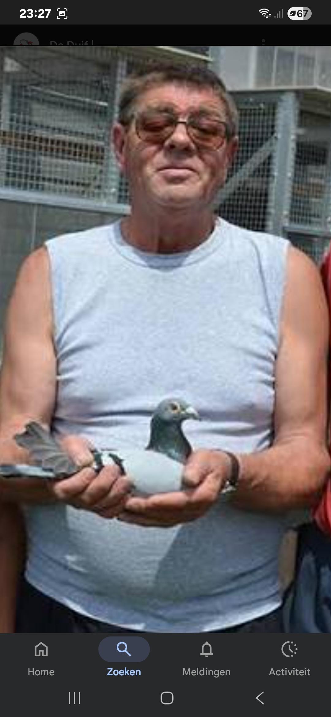 Ronsyn Jo Appelterre Jonge duif 2026 op afspraak