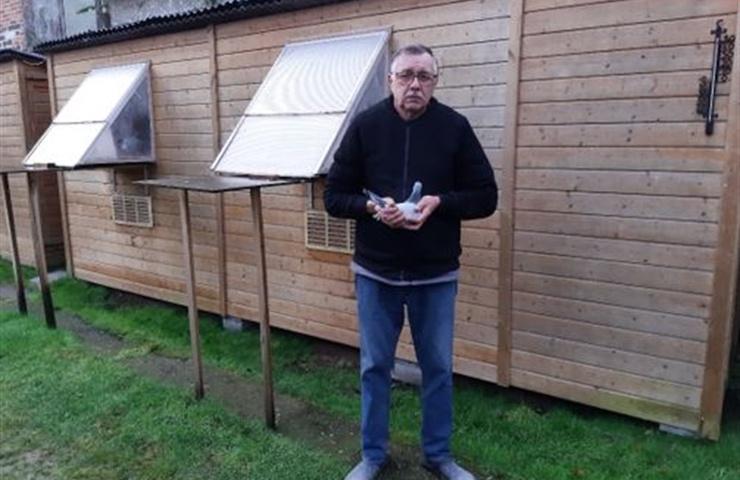 Vande Voorde Frank Tielt Jonge duif 2026 op afspraak