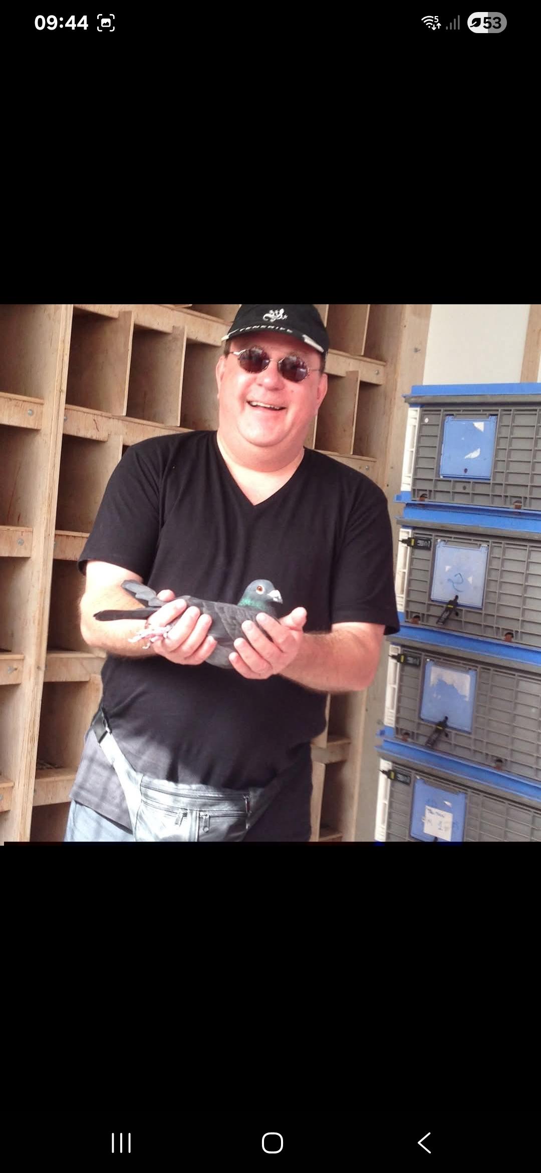 Verstichelen Dirk Geraardsbergen Jonge duif 2026 op afspraak begin februari 95% Gino Clique