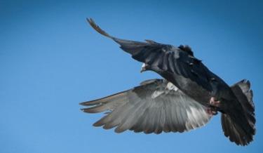 Veiling: De Rapste Eerst Eeklo