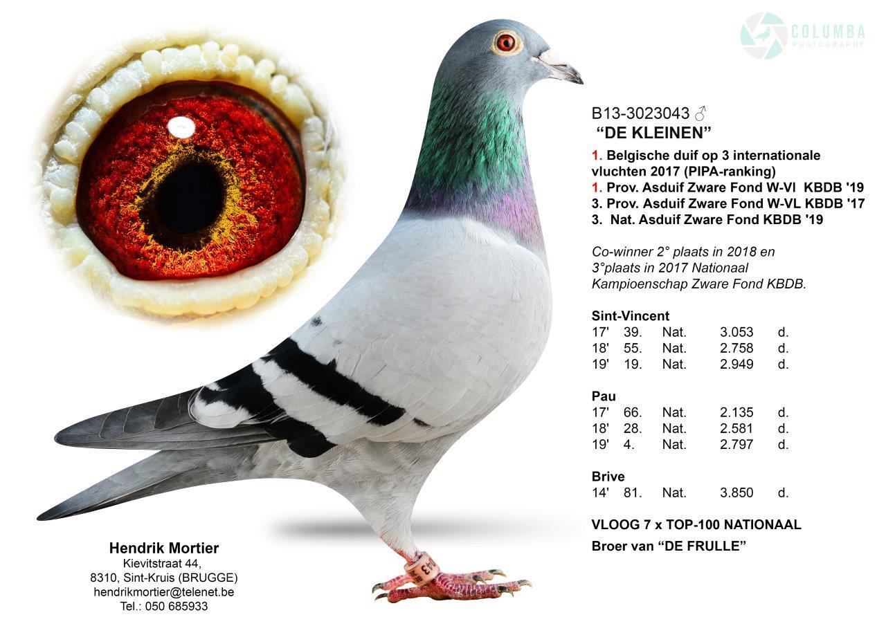 pedigree Mortier Hendrik  , St Kruis - Jonge duif van 2026 te kiezen uit de kwekers in augustus / september