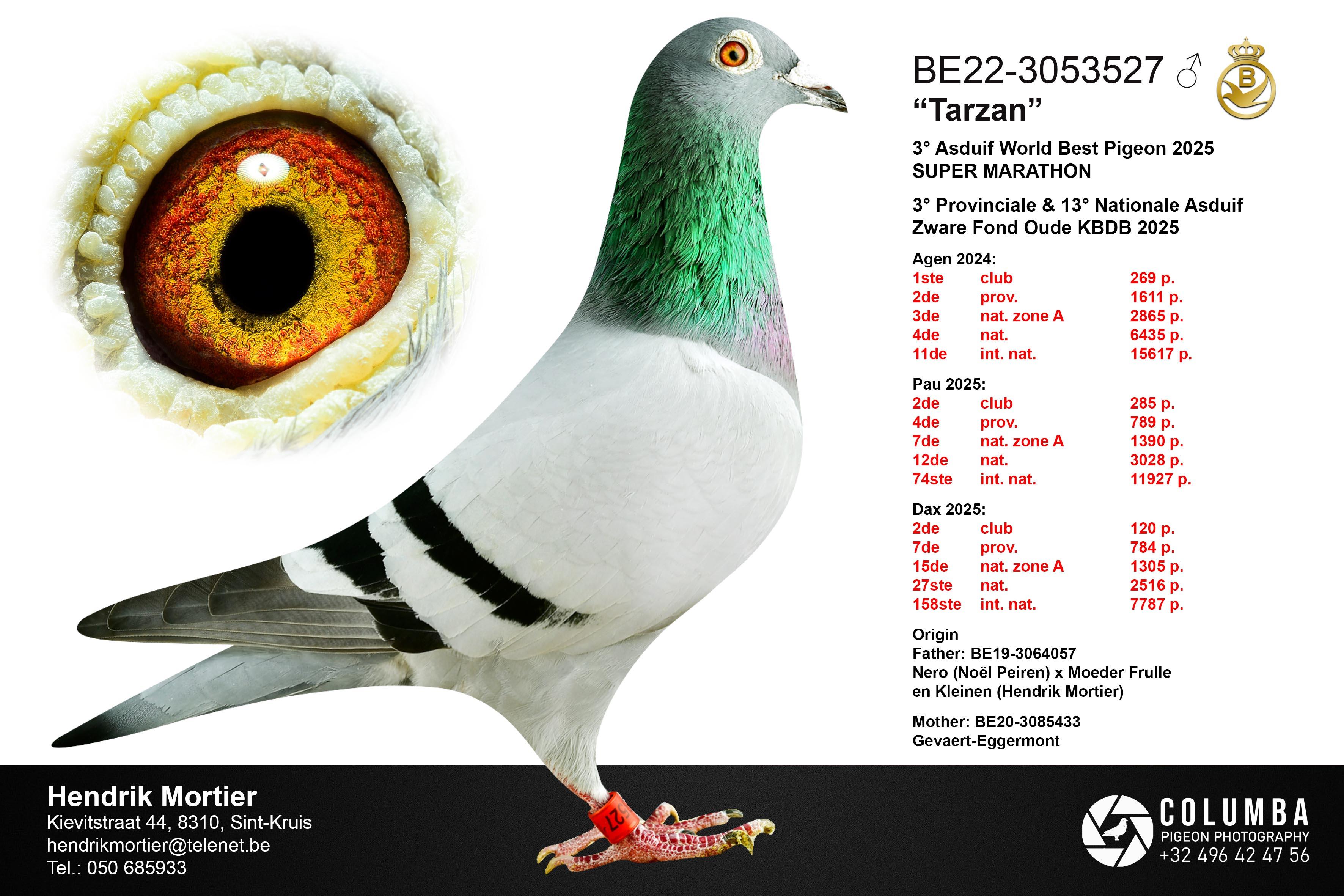 Pedigree van Mortier Hendrik  , St Kruis - Jonge duif van 2026 te kiezen uit de kwekers in augustus / september