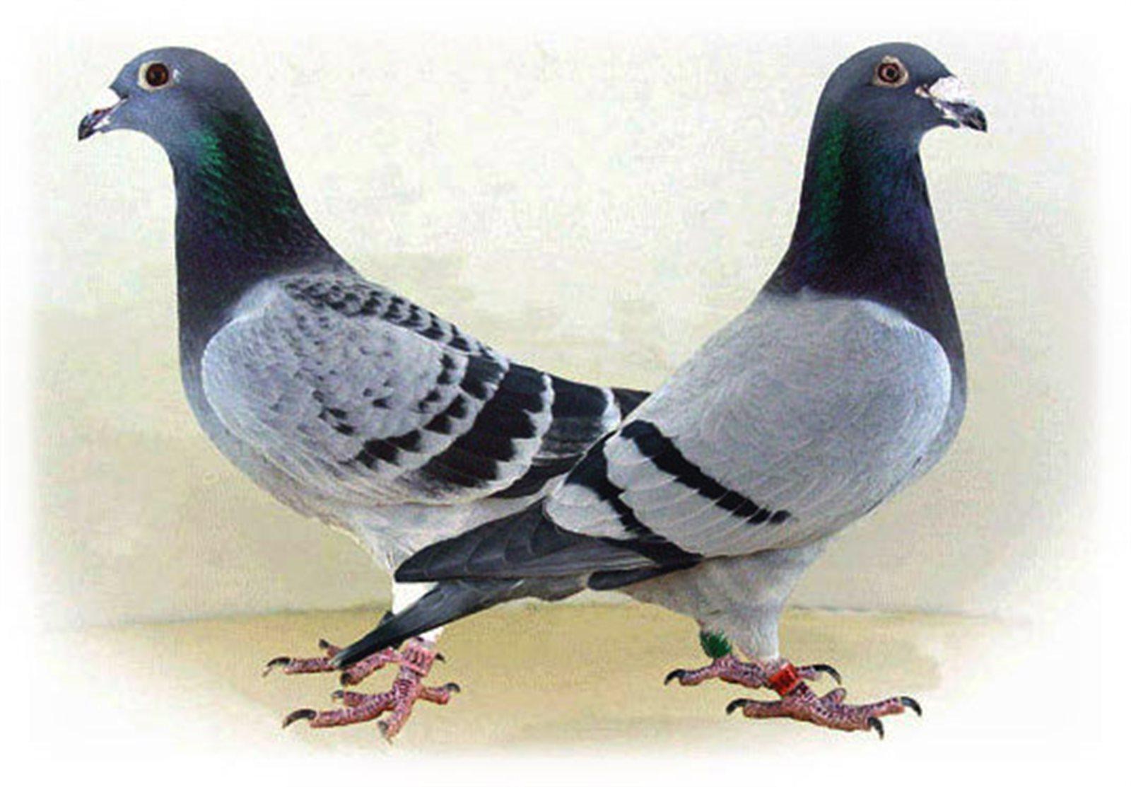 Eeckhout Frank Merelbeke Koppel eieren of jong 2026