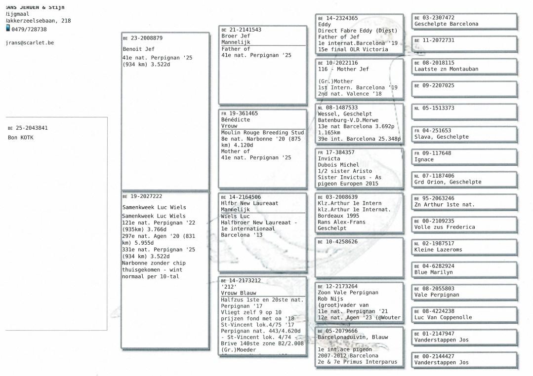 pedigree Rans Stijn & Jeroen - duif ter plaatse