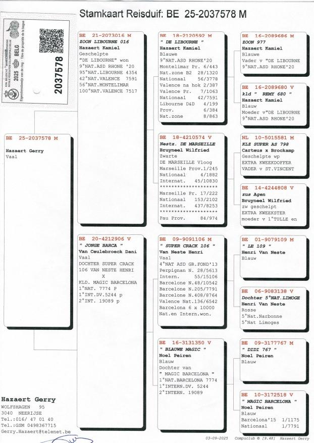 pedigree Hazaert Gerry - duiver ter plaatse
