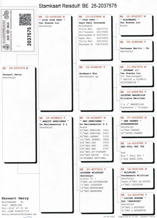 pedigree Hazaert Gerry - duivin ter plaatse