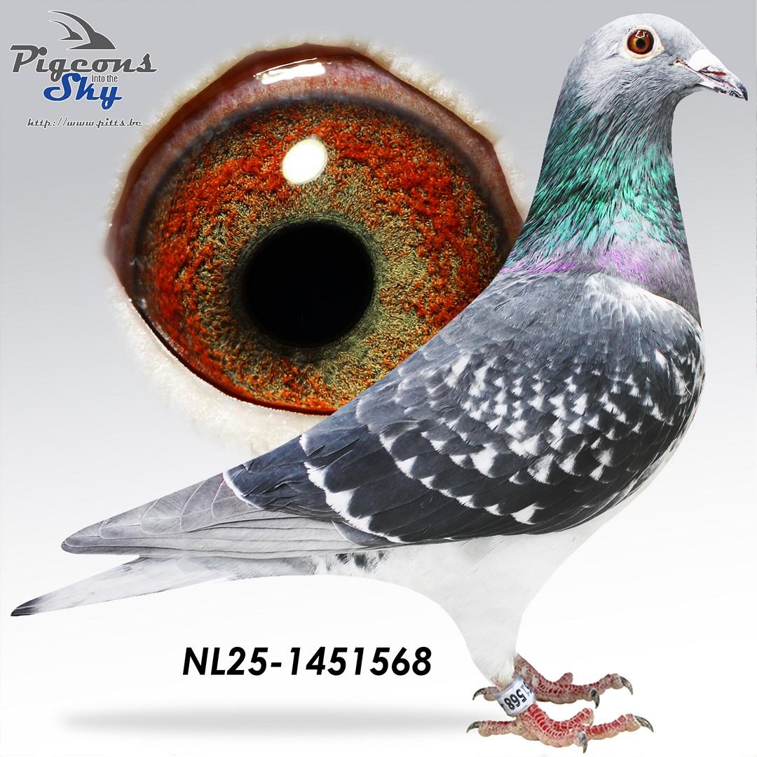 Zoon Nieuwe Stamvader x Dochter Stamkoppel