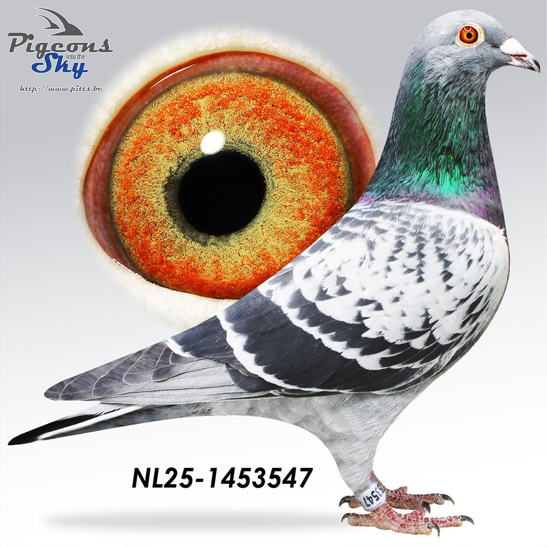 Broer 1° Nat x Dochter Goudklompje