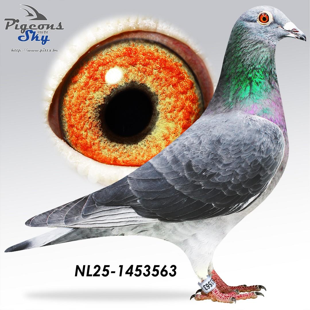 Halfbroer 1° Nationaal x Zus Kleine Donkere 