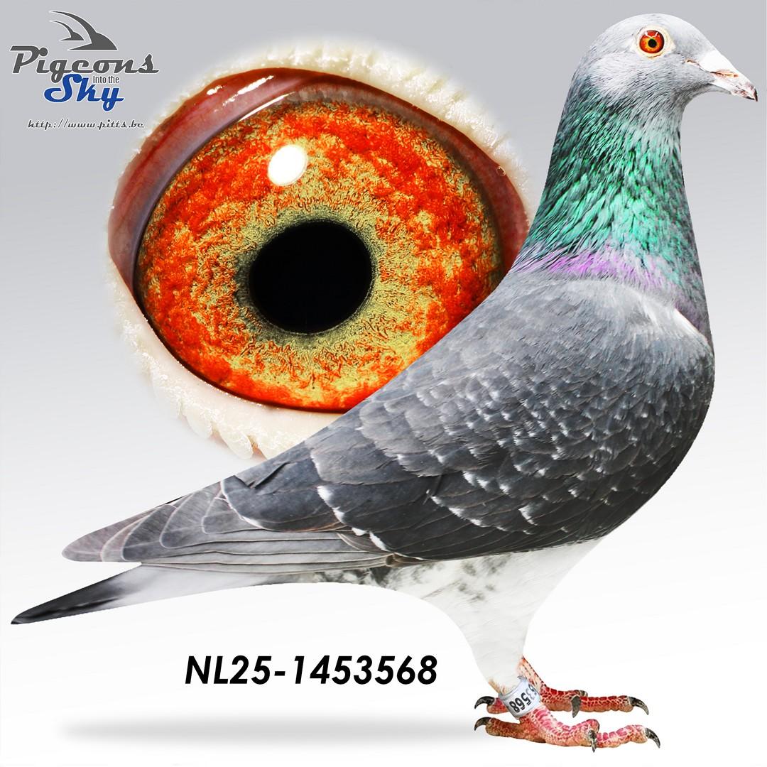 Zoon Nieuwe Stamvader x Dochter Stamkoppel 