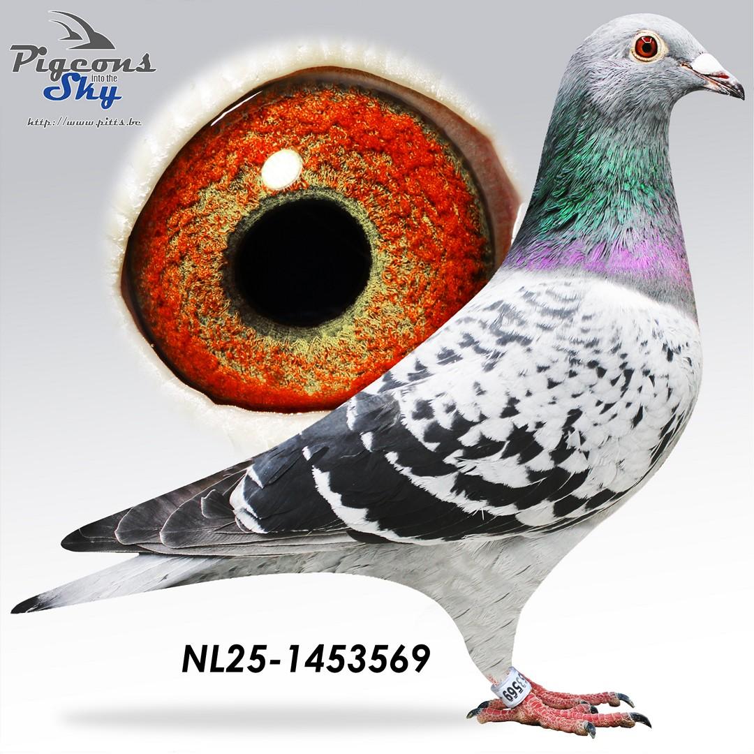 Zoon Nieuwe Stamvader x Dochter Lizzy 