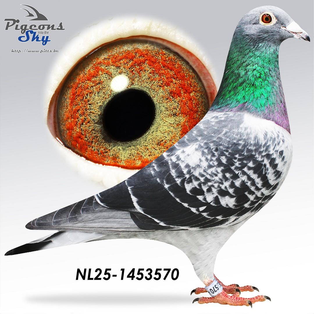 Kleinzoon stamvader Cobben x Leona 