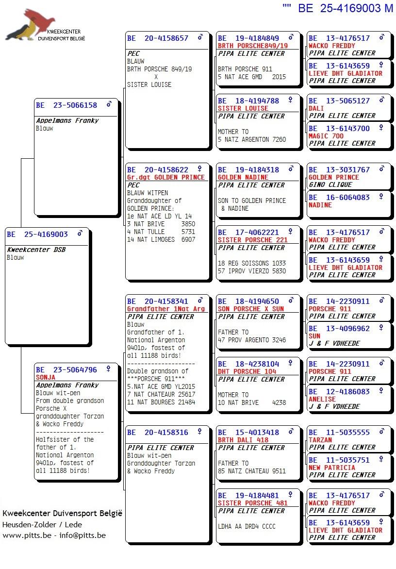 pedigree Kleinzoon broer Porsche 911 x Sonja 
