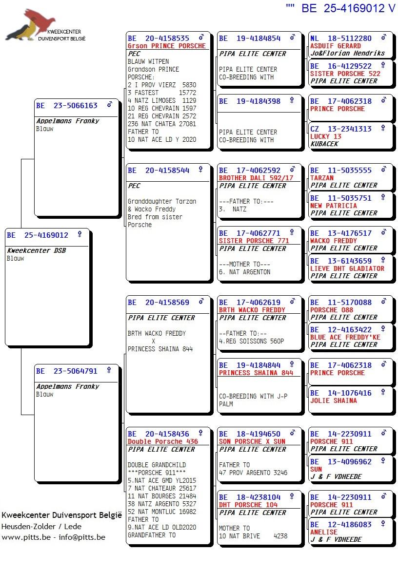 pedigree Zoon kleinzoon Prince Porsche x dochter inteelt Porsche 911 