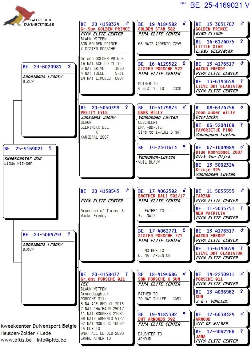 pedigree Zoon kleinzoon Golden Prince x Dochter kleindochter Porsche 911 