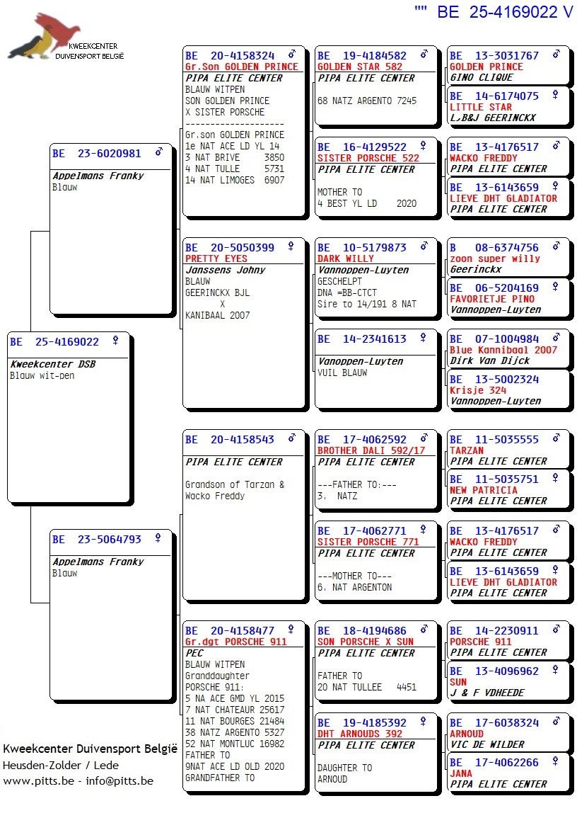 pedigree Zoon kleinzoon Golden Prince x Dochter kleindochter Porsche 911 