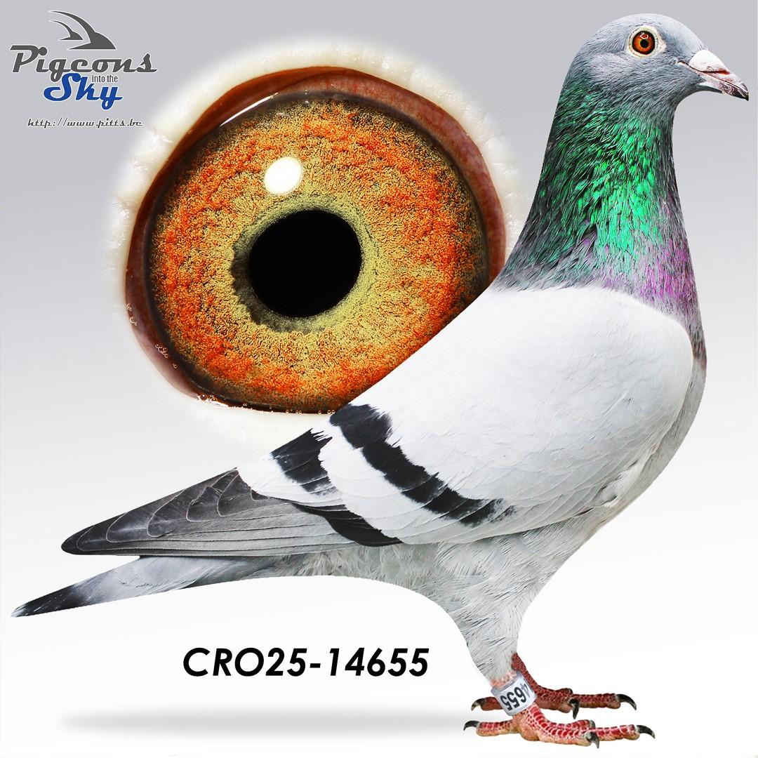 Pattaya Amazon 655 + DNA