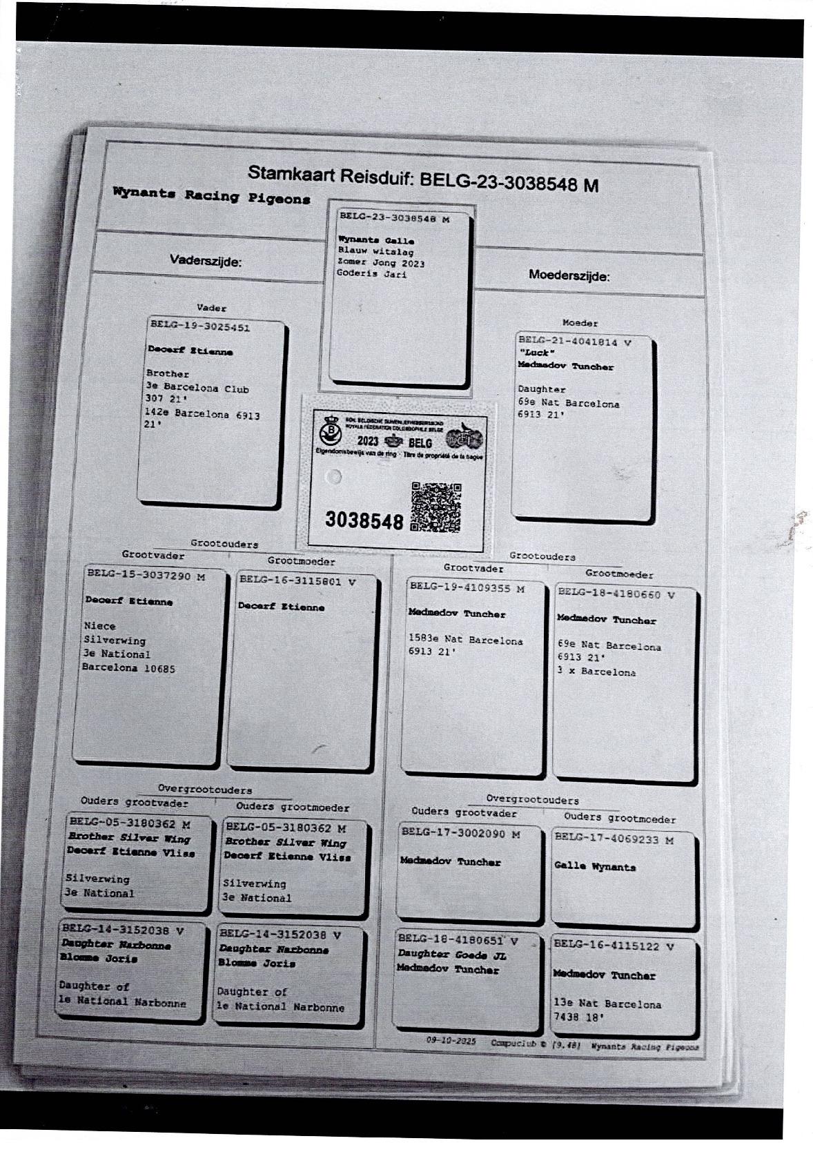 pedigree Godderis Jari Alveringem Jonge duif 2026 uit opgegeven koppel