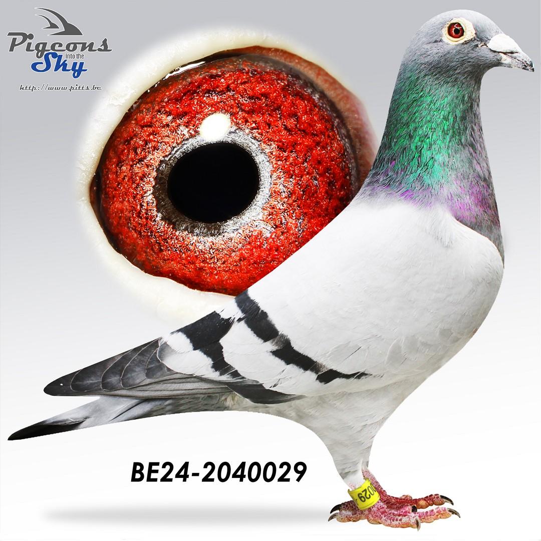 Zoon Moederken 172 x De 062 