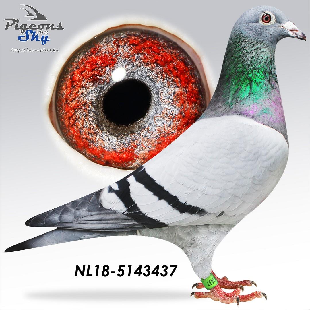 *TOPVLIEGER* Lowieke 437