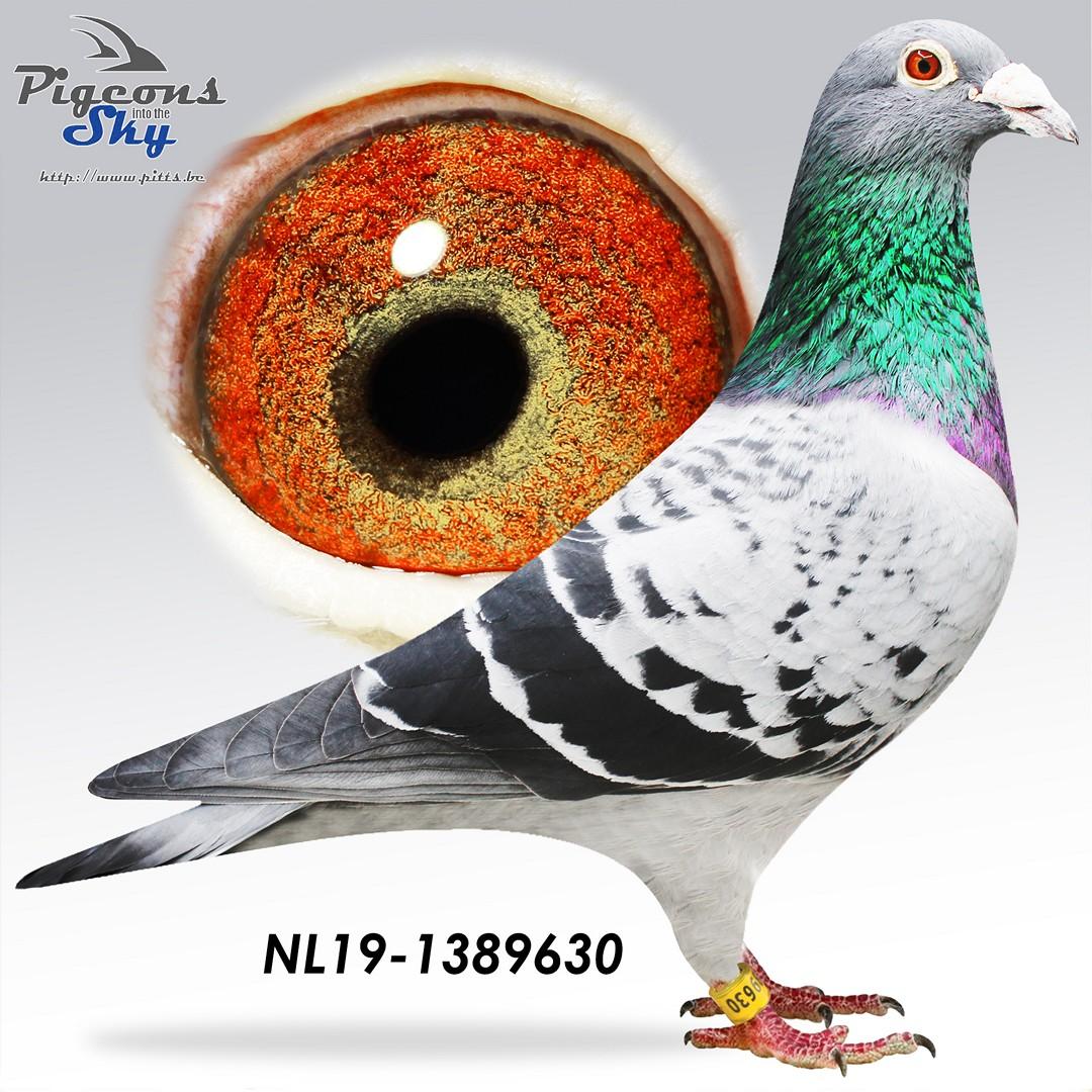 *TOPVLIEGER* Comeback Kid 630