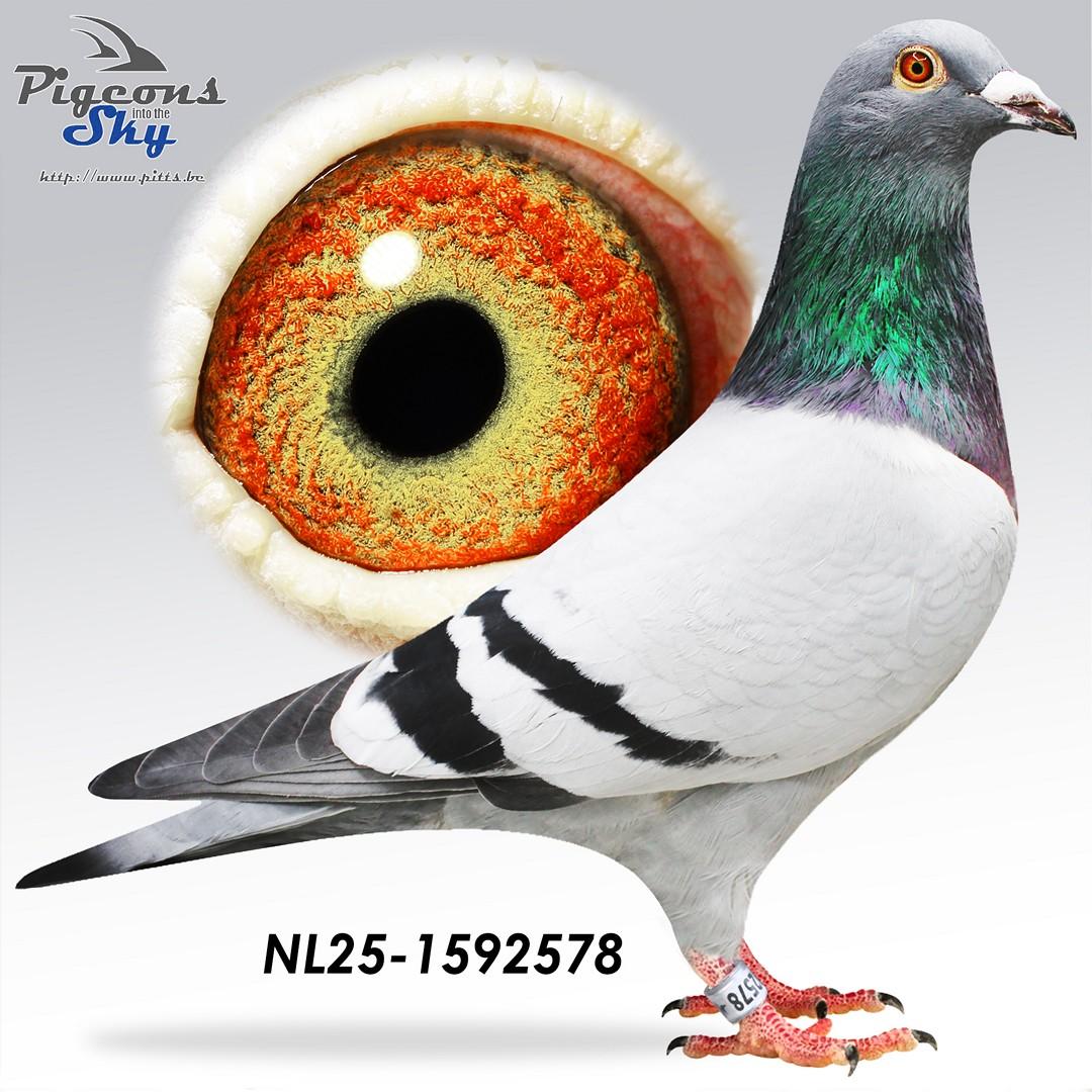 Theodoor x Theodoora + DNA 