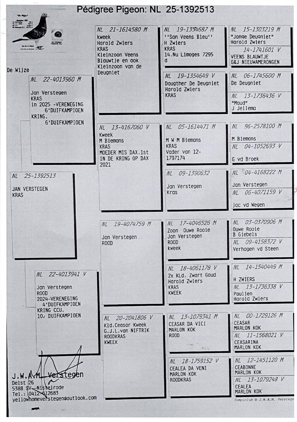 pedigree Verstegen Jan Nistelrode  NL Jong 2025