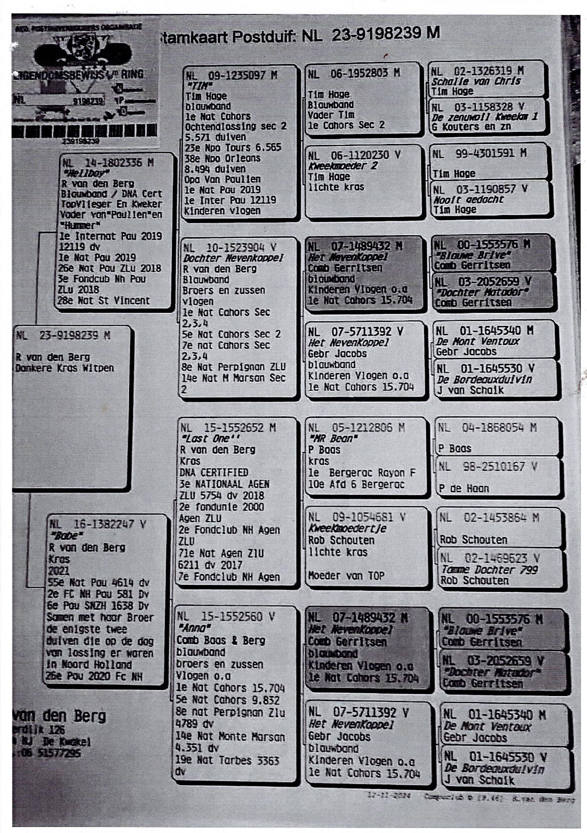 Pedigree van Verheijen Gebr. Amsterdam NL Kleinkind uit Paulien
