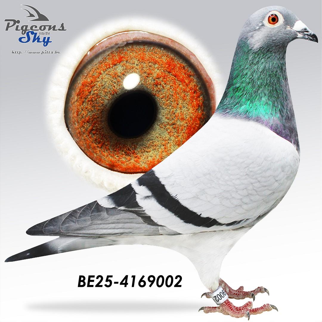 Volle broer vader 1° Nat Argenton x Lijn Porsche 911 