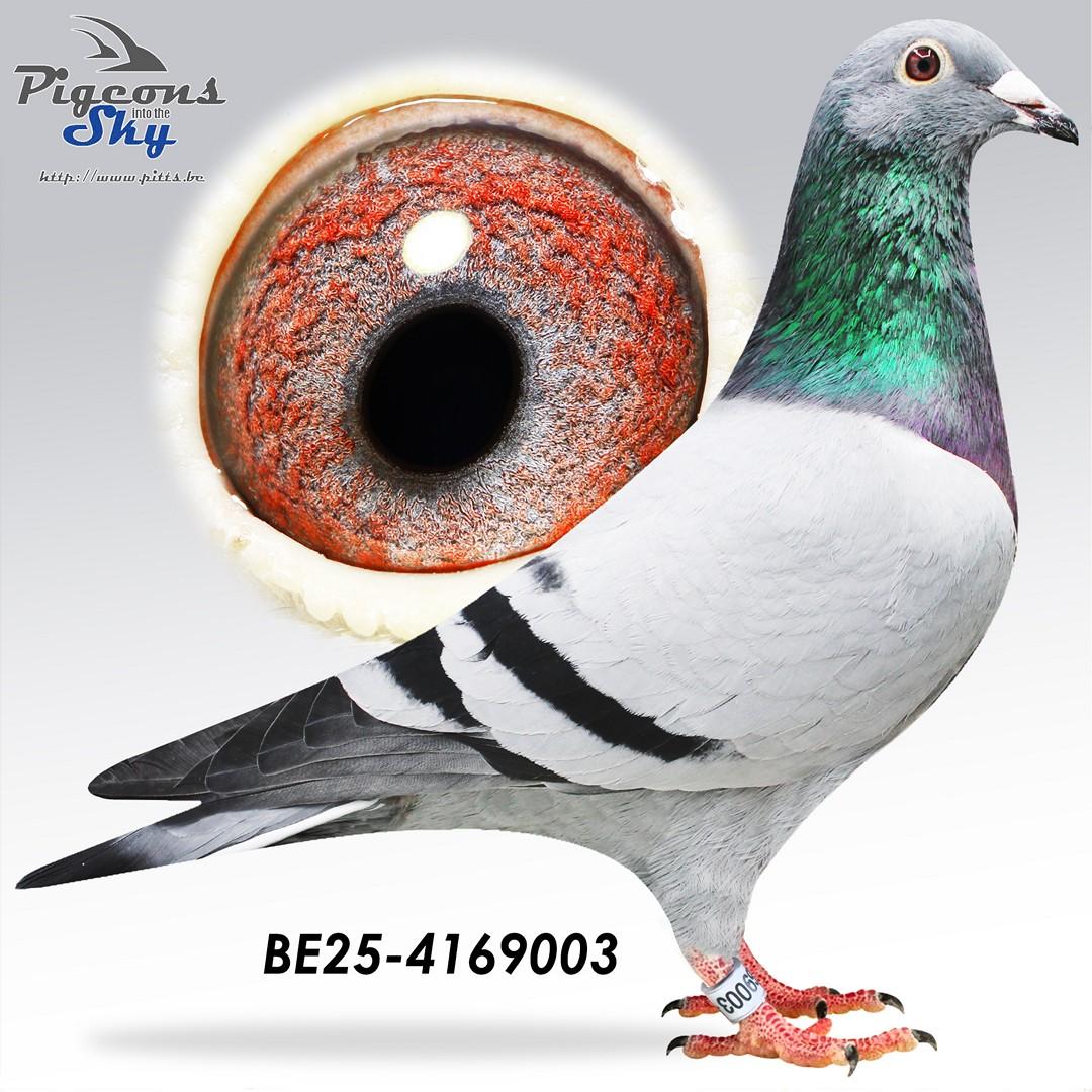 Kleinzoon broer Porsche 911 x Sonja 