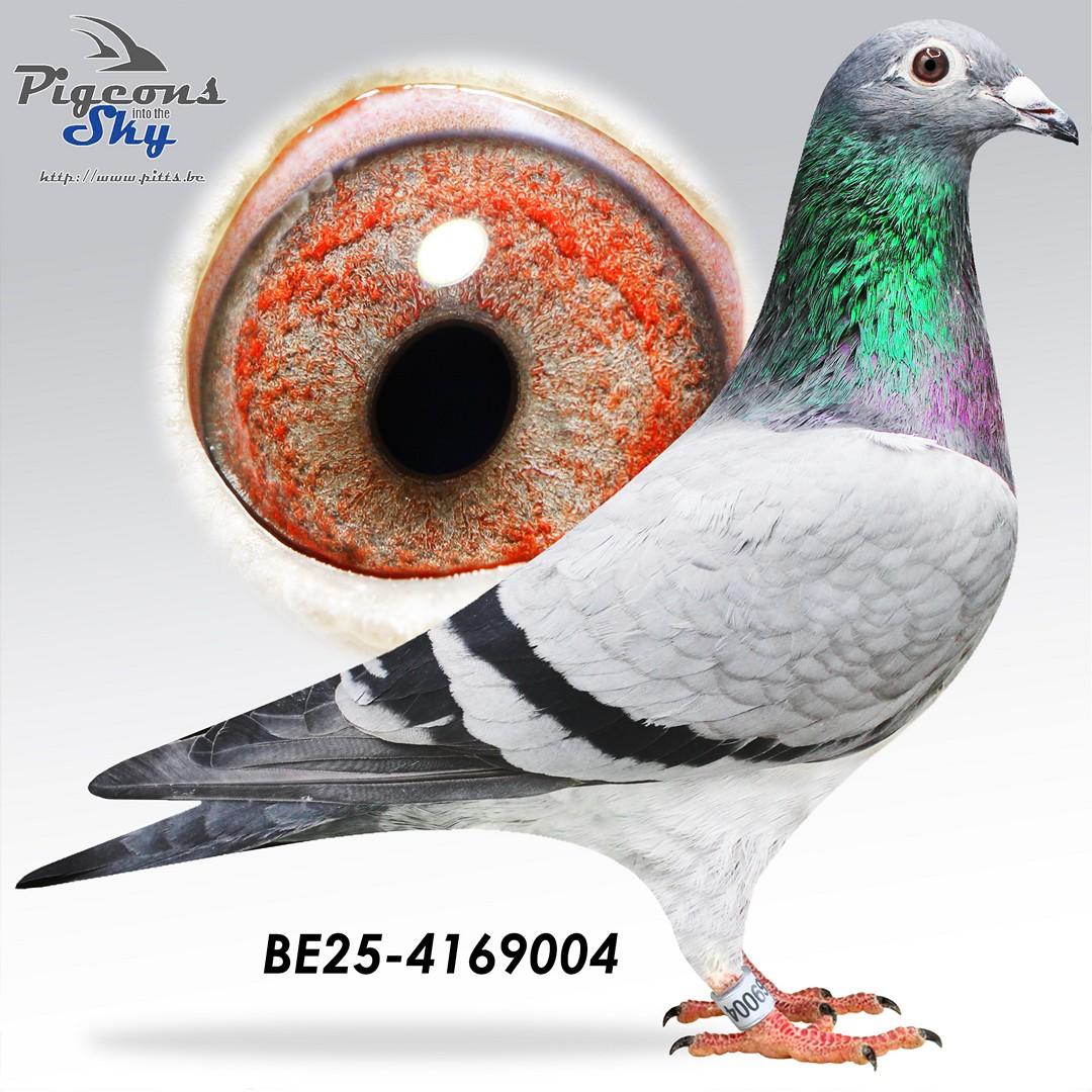 Kleinzoon broer Porsche 911 x Sonja 