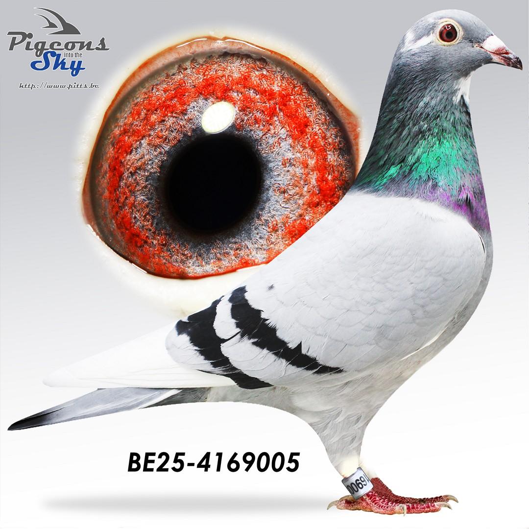 Inteelt Golden Prince en Wacko Freddy 