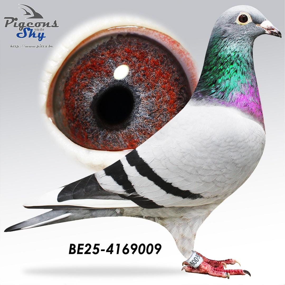 Lijn Porsche 911 x Lijn Golden Prince 