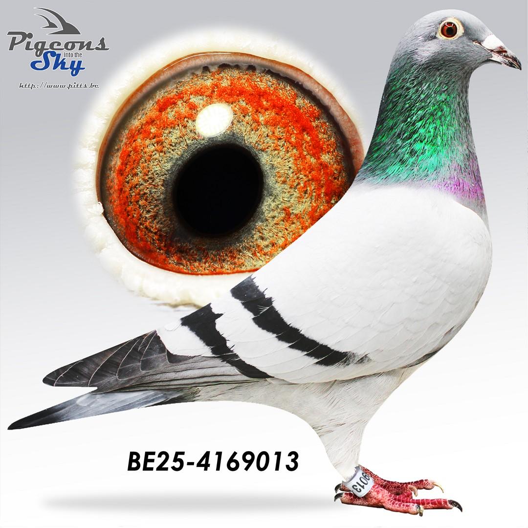 Kleinzoon broer Porsche 911 x Lijn Golden Prince 