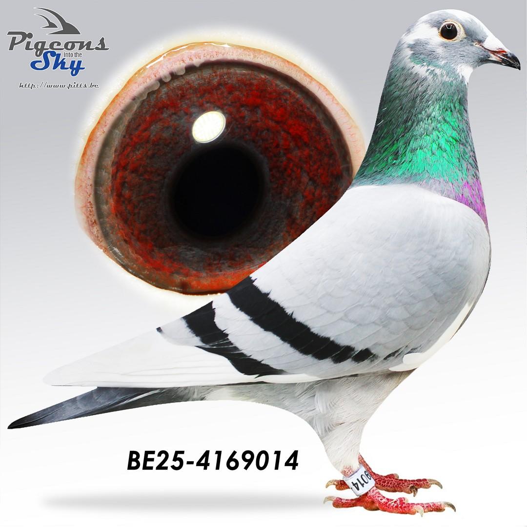 Kleinzoon broer Porsche 911 x Lijn Golden Prince 