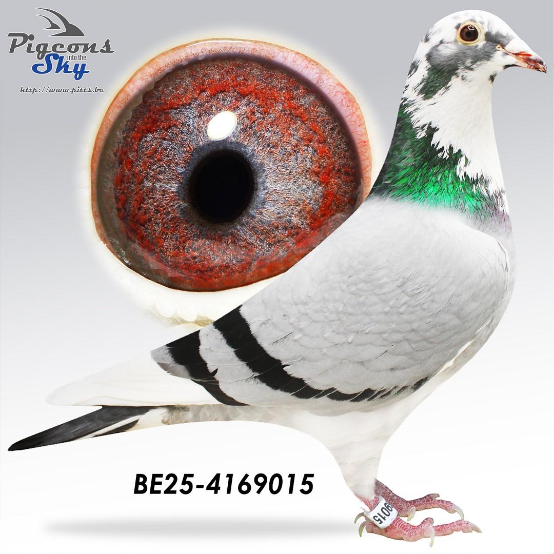 Lijn Gladiator x Lijn PEC 