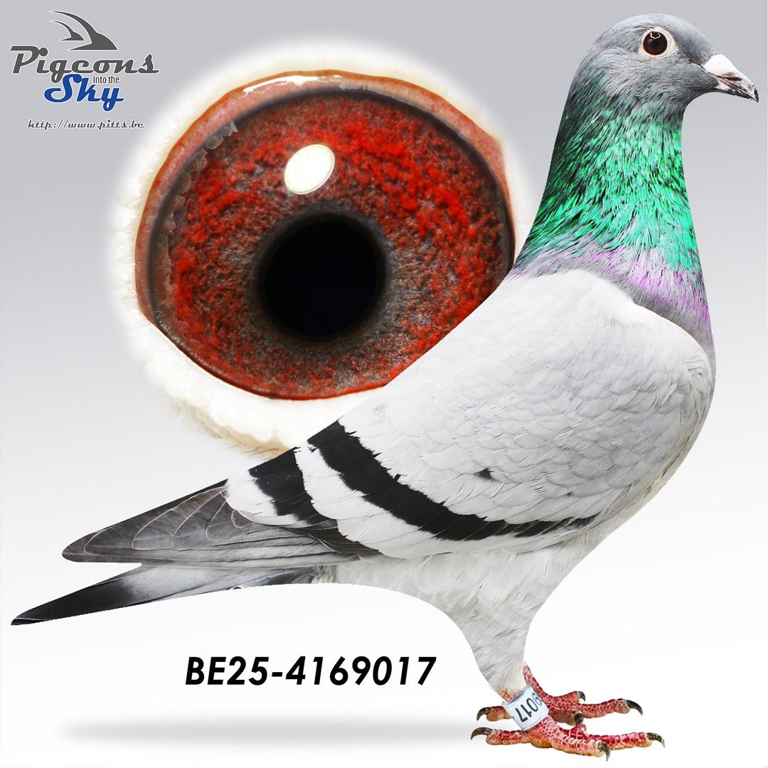 Inteelt Porsche 911 x Lijn Tarzan en Wacko Freddy