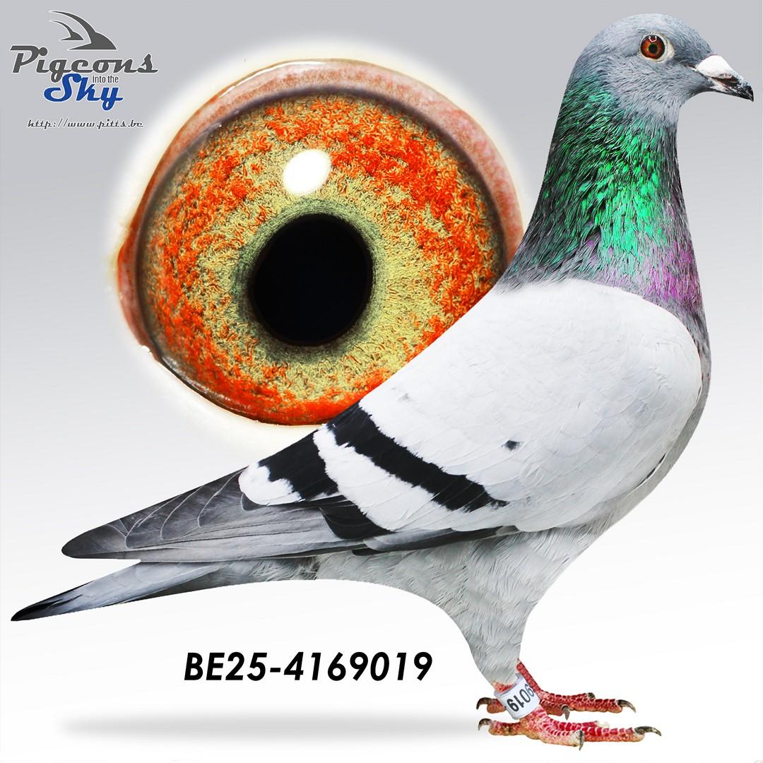 Zoon kleinzoon Golden Prince x Dochter dubbele Porsche 436 