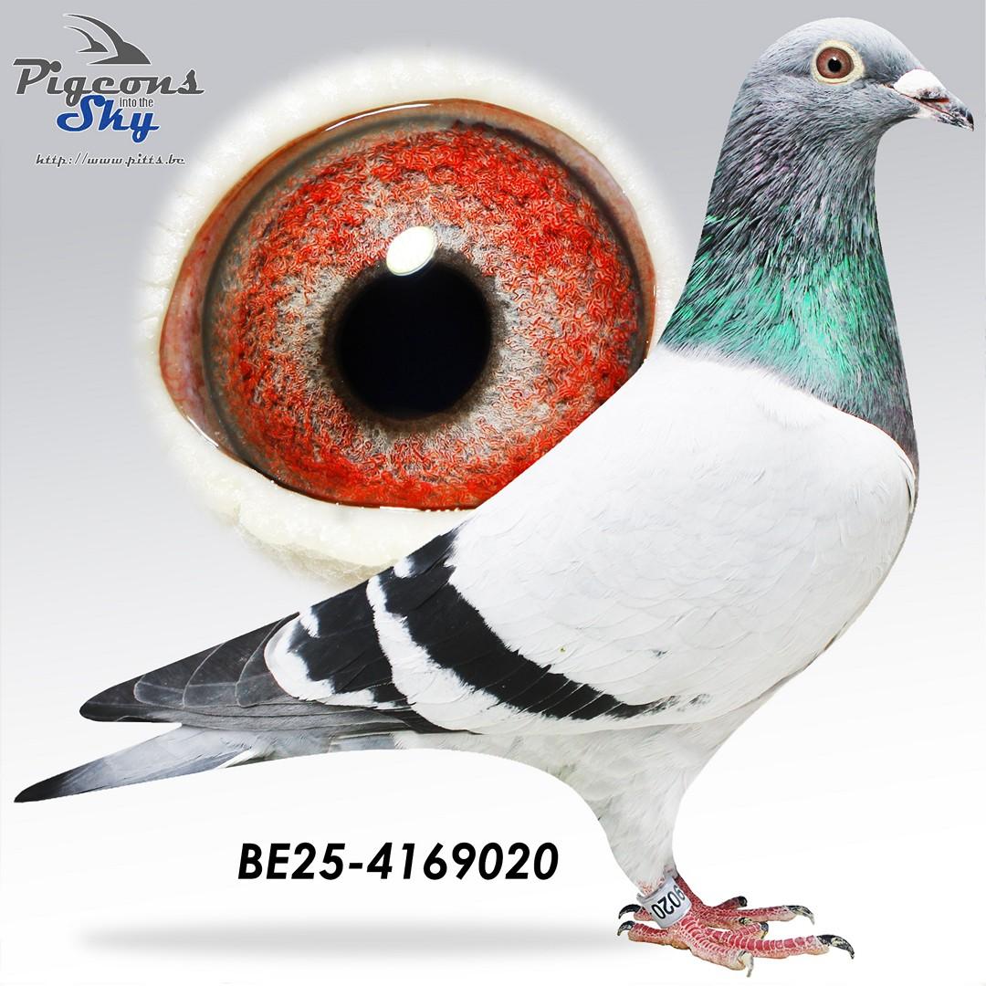 Zoon kleinzoon Golden Prince x Dochter dubbele Porsche 436 