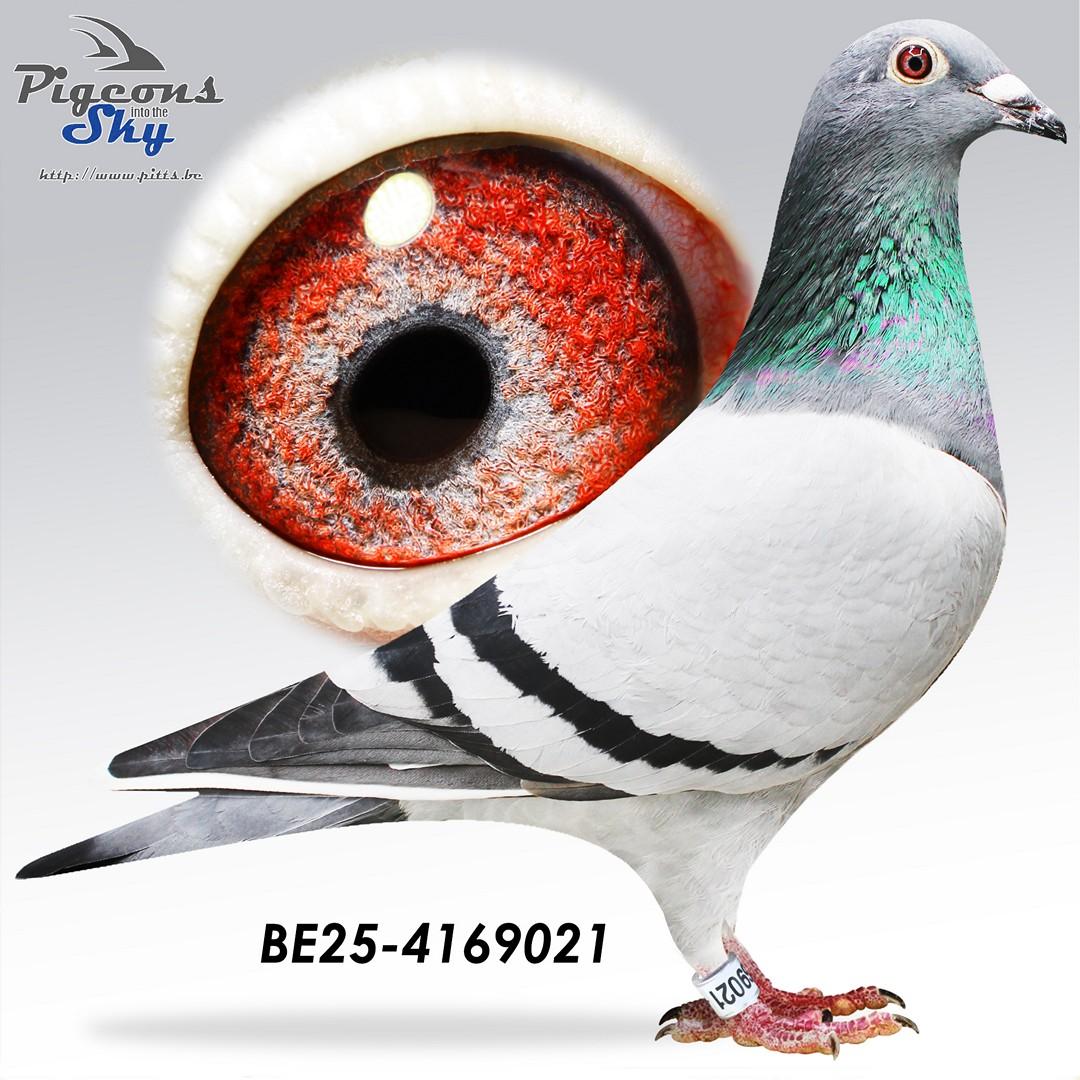 Zoon kleinzoon Golden Prince x Dochter kleindochter Porsche 911 