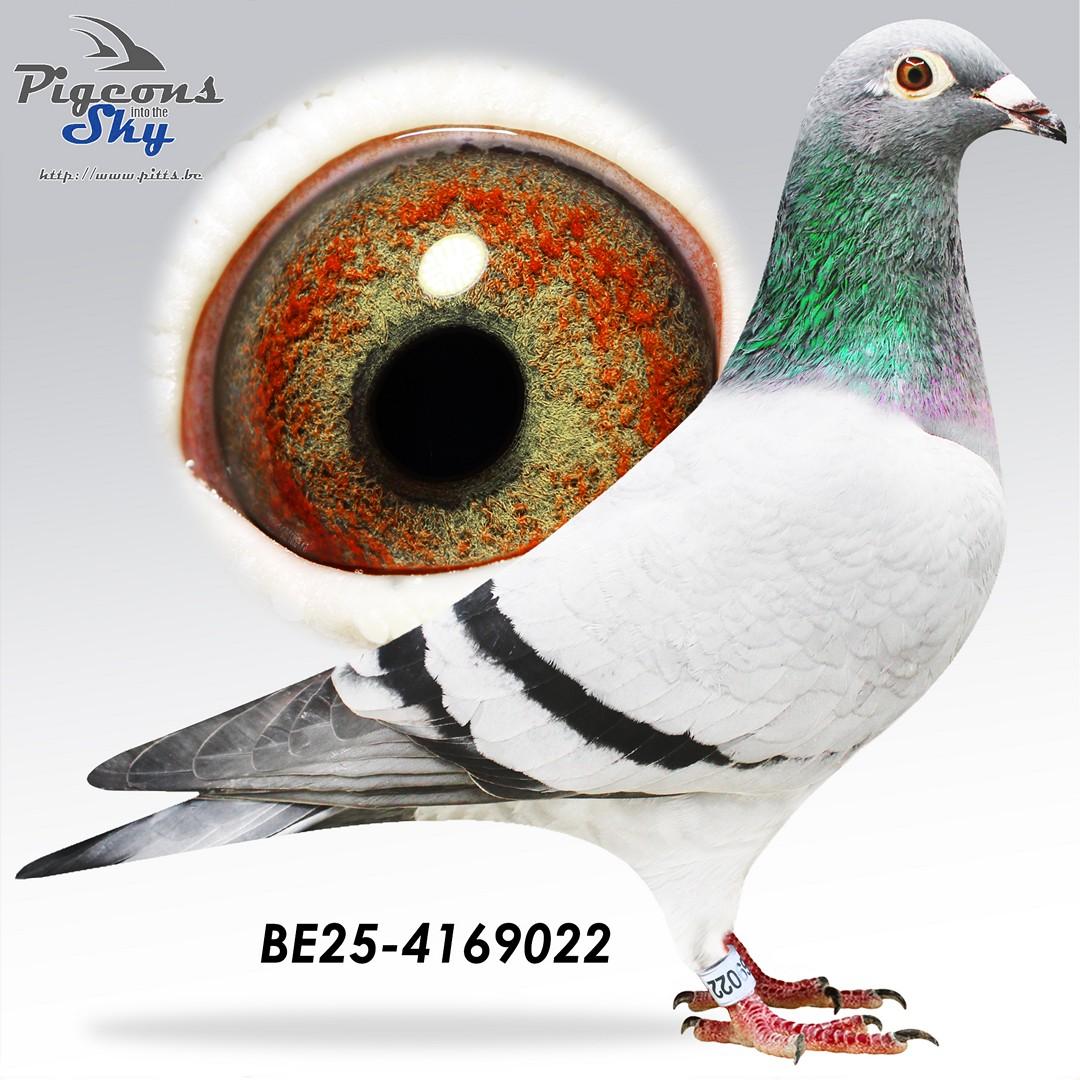 Zoon kleinzoon Golden Prince x Dochter kleindochter Porsche 911 