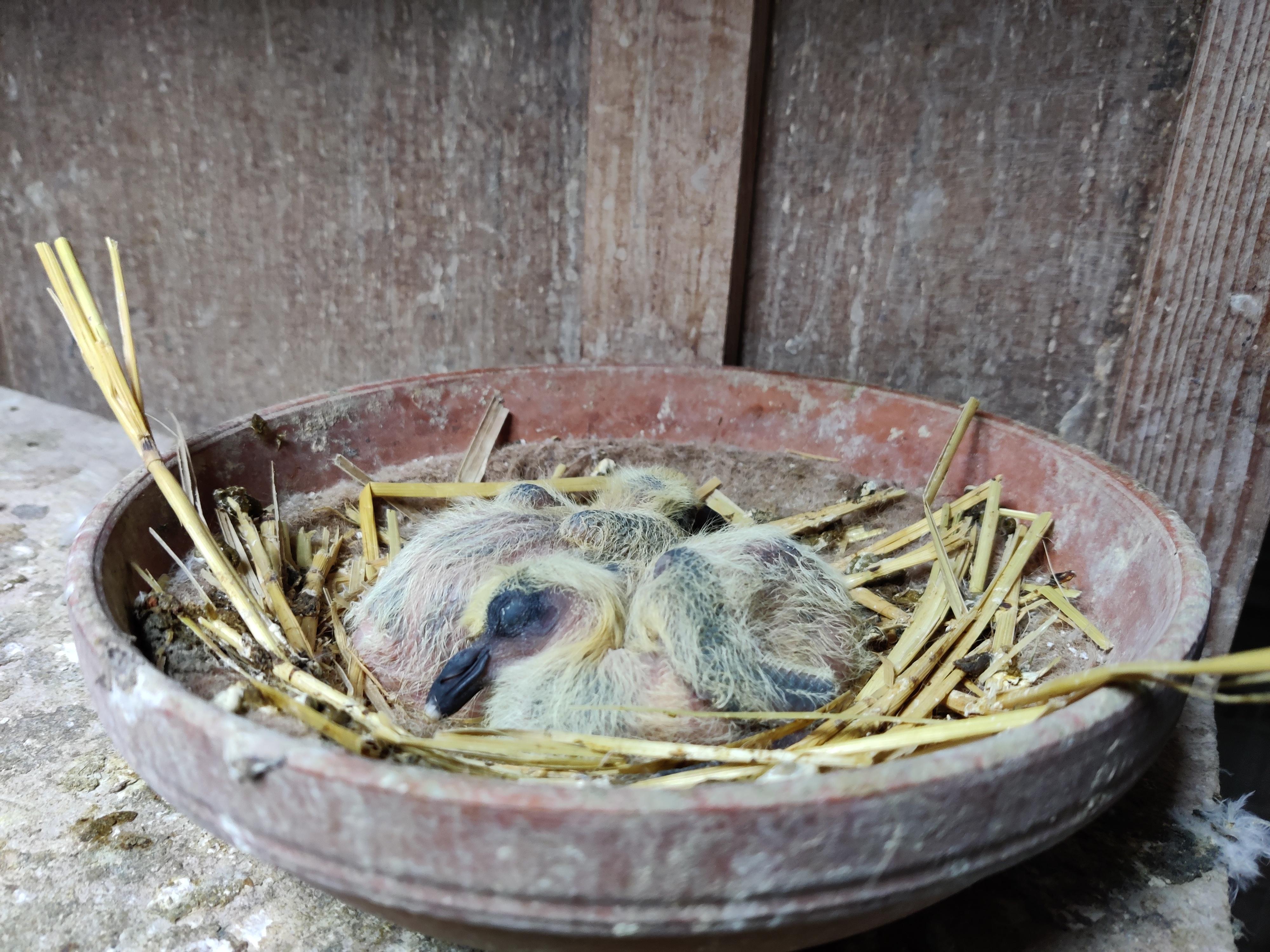 Pauwels Deny - jonge duif 2026