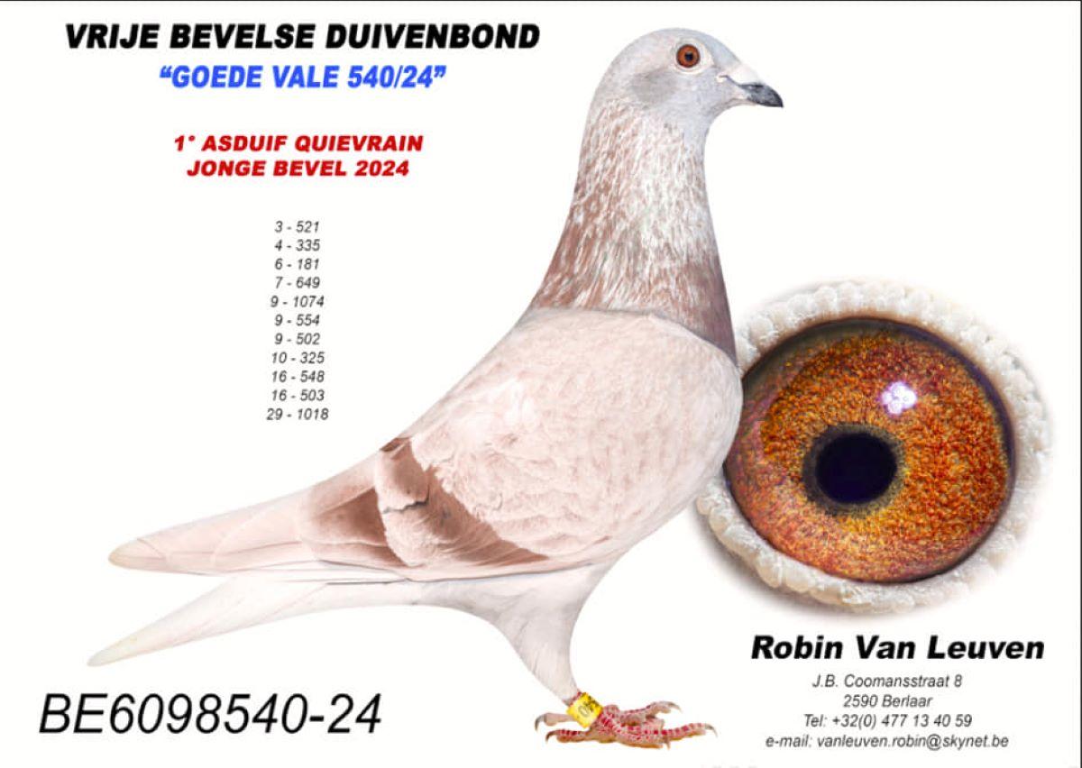 PITTS-V Leuven Robin-PITTS-BE24-6098540 'Goede Vale 540' -Foto-2