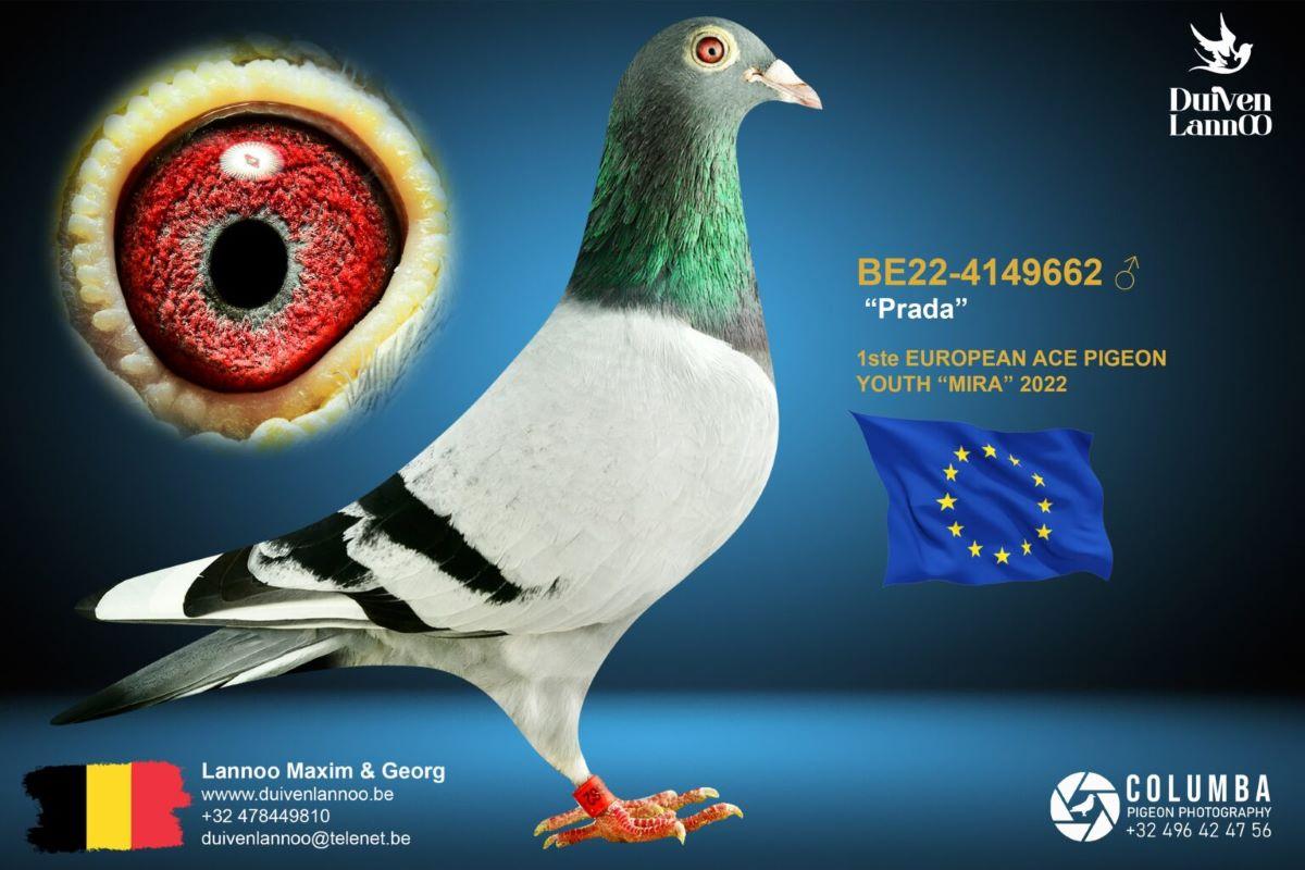 PITTS-Lannoo-PITTS-BE22-4149662 'Prada' -Foto