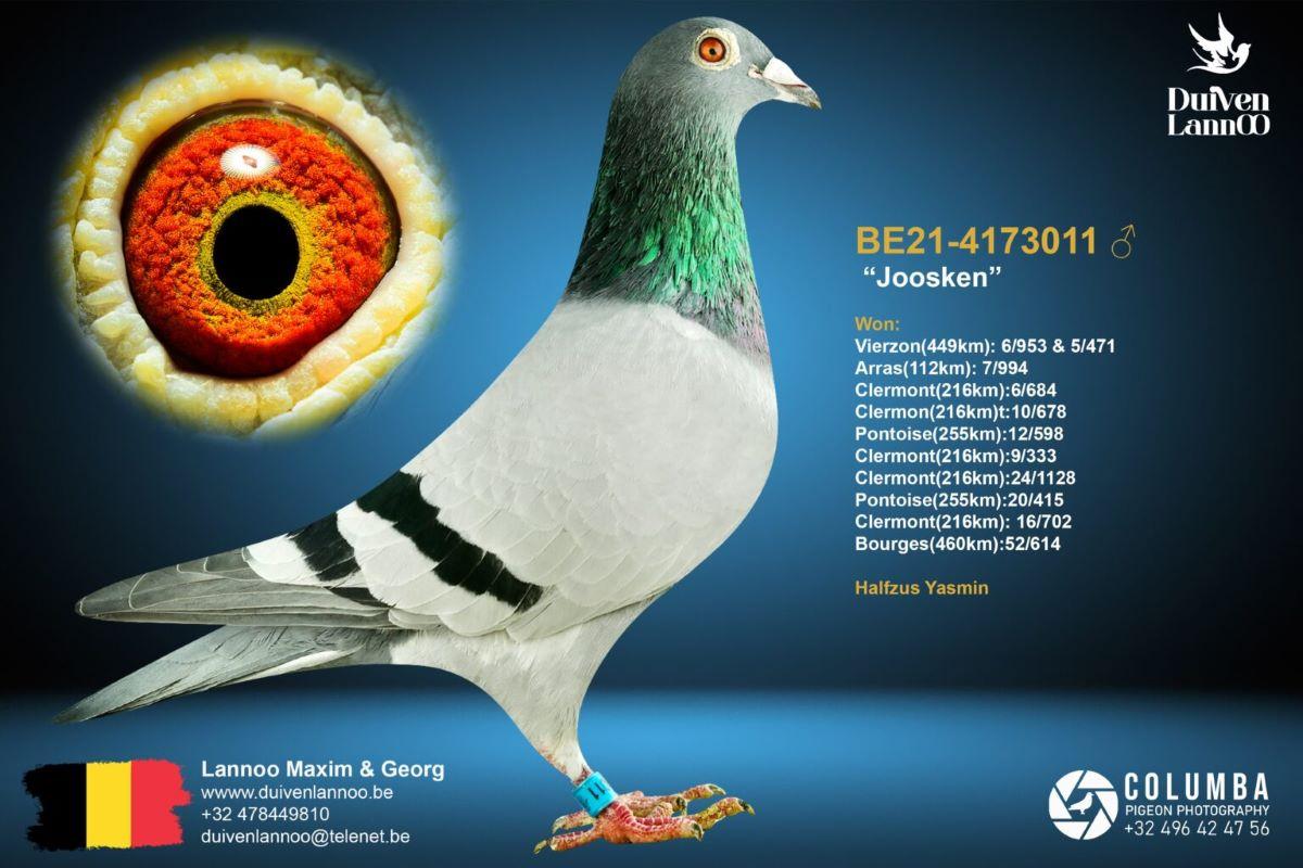 PITTS-Lannoo-PITTS-BE21-4173011 'Joosken' -Foto