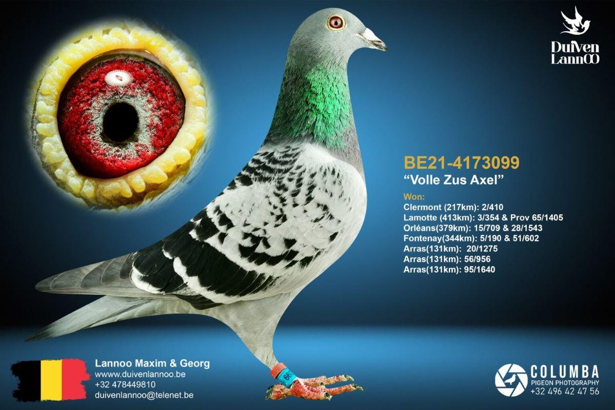 PITTS-Lannoo-PITTS-BE21-4173099 'Volle Zus Axel' -Foto