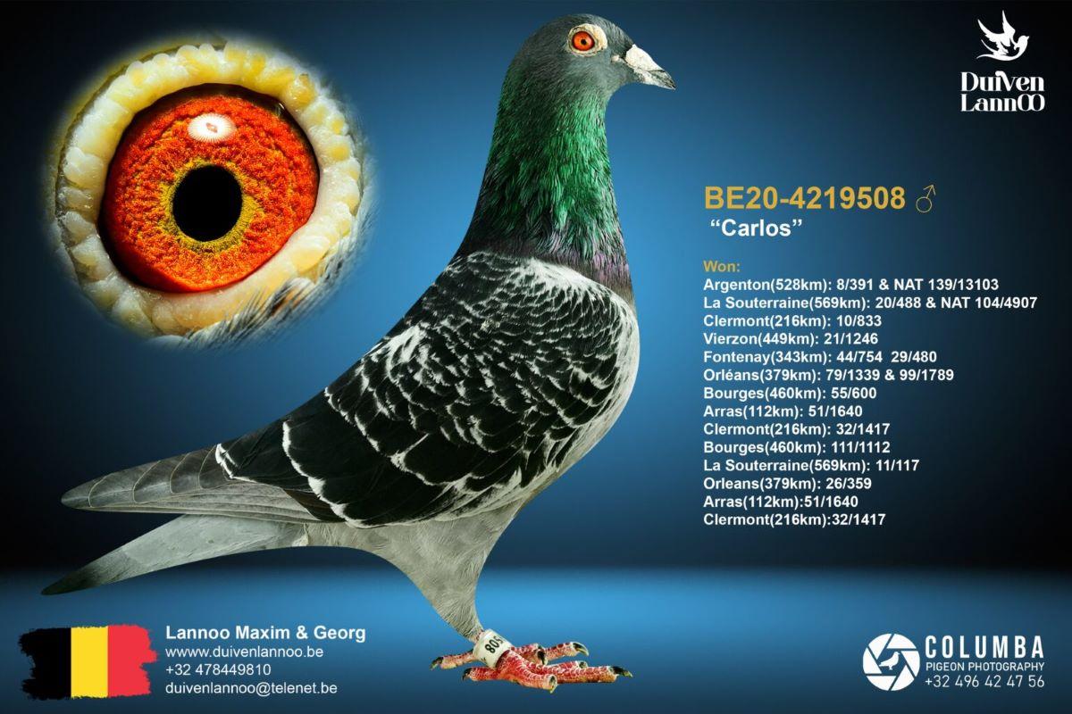 PITTS-Lannoo-PITTS-BE20-4219508 'Carlos' -Foto